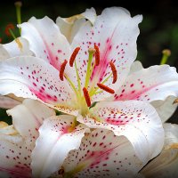 он на радость нам даны :: Олег Лукьянов он на радость нам даны :: Олег Лукьянов