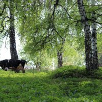 потерялась коровка :: Ольга Гомзина