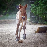 Жеребенок :: Андроник Александр 