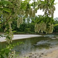 "Цветёт акация, цены себе не зная, В своём непогрешимом естестве..." :: Галина 