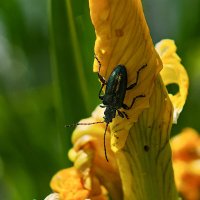 ----------------- :: igor G. ----------------- :: igor G.