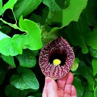 КИРКАЗОН :: Анатолий Малобродский