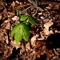 Весенние зарисовки 152 :: Алексей Кузнецов