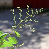 *** :: Павленко Михаил 