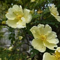 Желтый шиповник томно ветви свои склоняет, Пряным своим ароматом чей-то тревожит сон..."... :: Галина Желтый шиповник томно ветви свои склоняет, Пряным своим ароматом чей-то тревожит сон..."... :: Галина