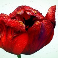 Тюльпан в саду... :: Владимир Шошин Тюльпан в саду... :: Владимир Шошин