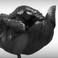 Он же в Ч.Б. варианте... :: Владимир Шошин