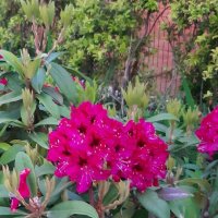 РОДОДЕНДРОН :: Tata Wolf