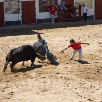 Игры с быком на свежем воздухе :: azambuja Игры с быком на свежем воздухе :: azambuja