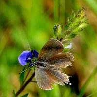 бабочки конца мая 3 :: Александр Прокудин