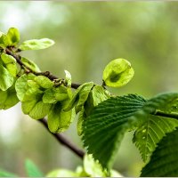 Вяз гладкий :: Aquarius - Сергей