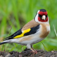 Щегол :: Виктория 