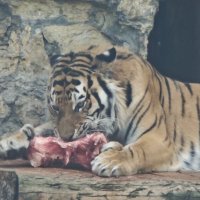 Амурский тигр :: <<< Наташа >>>