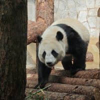 Панда Катюша :: <<< Наташа >>>