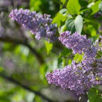 Сирень :: Роман Шаров