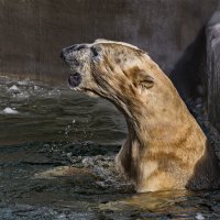 Белый :: SanSan 