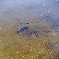 Вот такая рыба в городском пруду :: Валерий Иванович