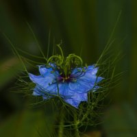 Чернушка дамасская :: Giant Tao /