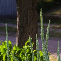 Трава :: Giant Tao /