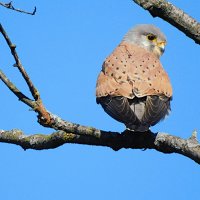 Пустельга :: Лина 