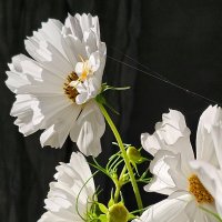 Красота спасёт мир. :: Галина Левина