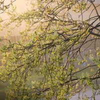 Туманное утро :: Галина Ильясова Туманное утро :: Галина Ильясова