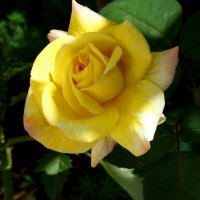 Глория  Дей :: Валентин Семчишин