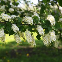 Москва. Парк Коломенское. :: Наташа *****