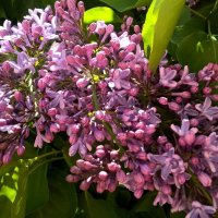 Сирень :: Елена Семигина Сирень :: Елена Семигина