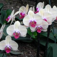 " :: Светлана Хращевская " :: Светлана Хращевская