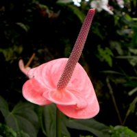 " :: Светлана Хращевская " :: Светлана Хращевская