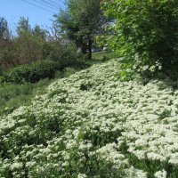 цветочная река :: Елена Шаламова