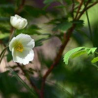 Ветреница  и  шиповник :: Геннадий Супрун