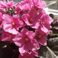 Моя фиалка :: Елена Семигина Моя фиалка :: Елена Семигина