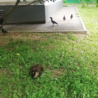 Обитатели городских газонов. :: Ольга Довженко