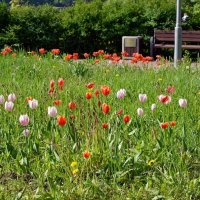 Тюльпаны-цветы мая :: Oleg4618 Шутченко Тюльпаны-цветы мая :: Oleg4618 Шутченко