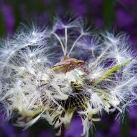 Готовясь к ночи :: Александр Ковальчук