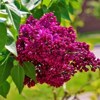 Сиреневый май :: Светлана Сиреневый май :: Светлана