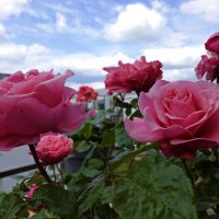 Мой розовый рай!!! :: Галина Мой розовый рай!!! :: Галина