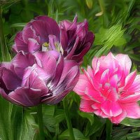 Тюльпаны :: Freddy 97 Тюльпаны :: Freddy 97