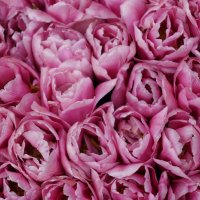 ~ ~ ** ~ ~ :: Алёна Савина