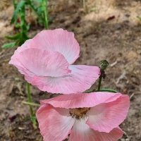 Трепетная парочка :: Наталья 