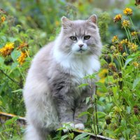 Домашние животные. :: жанна нечаева Домашние животные. :: жанна нечаева