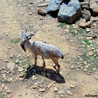 В ростовском зоопарке :: Нина Бутко