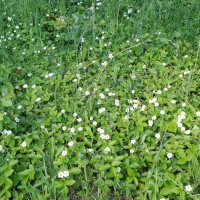 Земляничная поляна :: Ирэн 