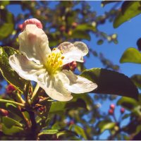 Яблони в цвету :: Валентин Котляров