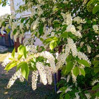 Черёмуха :: Светлана Мишенёва Черёмуха :: Светлана Мишенёва