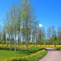 Одуванчиковая пора... :: Мария Васильева Одуванчиковая пора... :: Мария Васильева