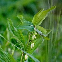 Купена :: Павел Трунцев