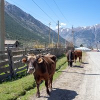 Аул Хурзук. Сельский пейзаж :: Gen 